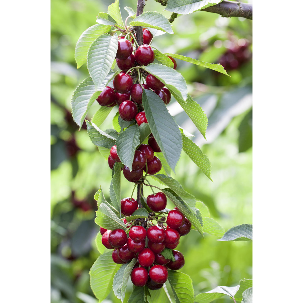 Plantiflor Säulensüßkirsche Sylvia Topf Durchmesser 23 cm Bild 1