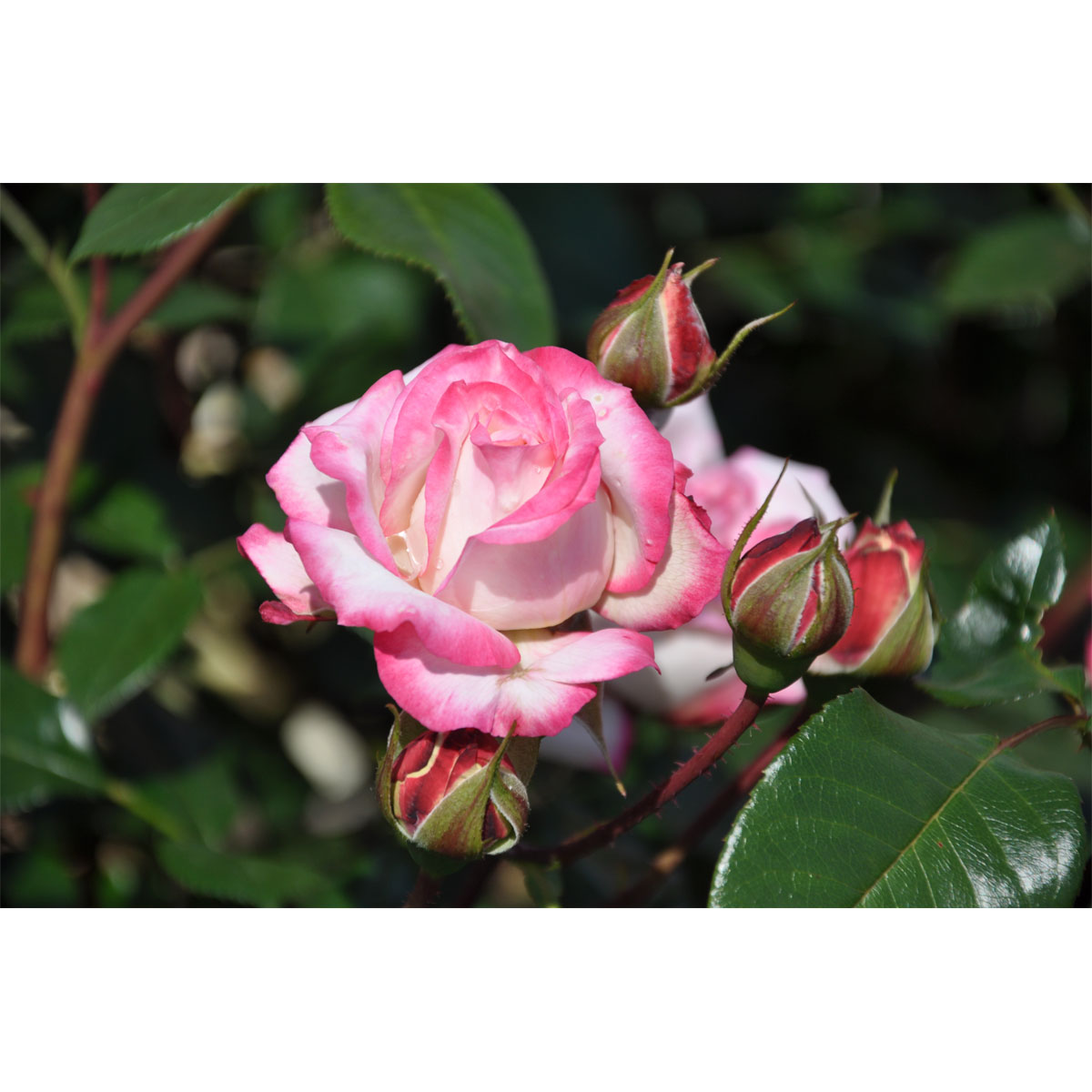 Plantiflor  Beetrose Zweifarbig Topf Durchmesser 23 cm