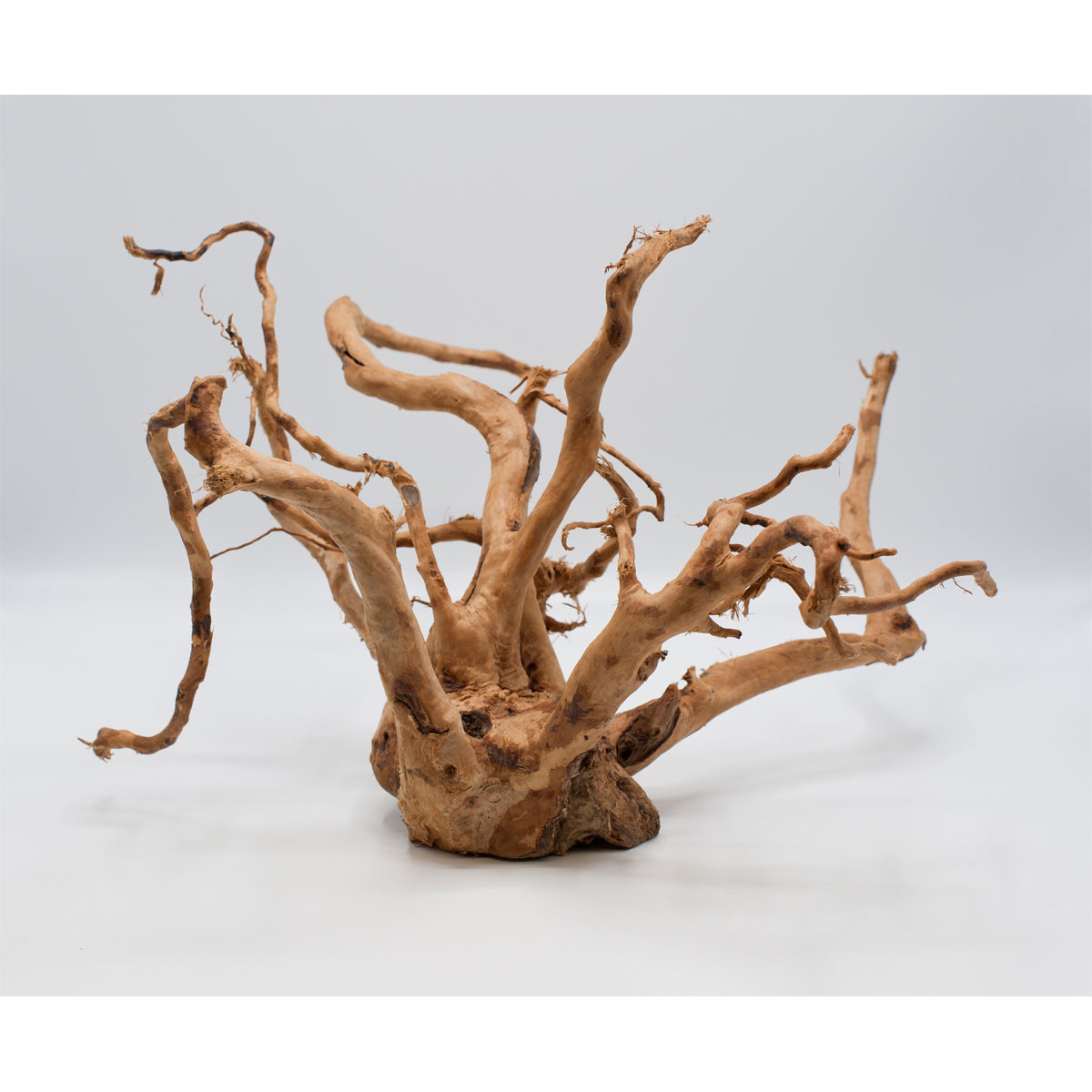 Fingerwurzel 50-70 cm