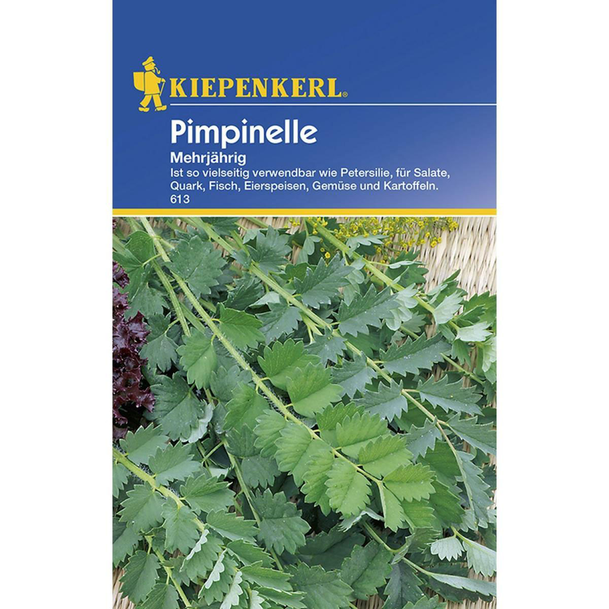 Kiepenkerl Pimpinelle mehrjährig Bild 1