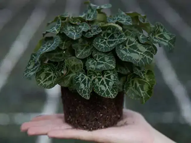 Pflanzenqualitaet-pfanze