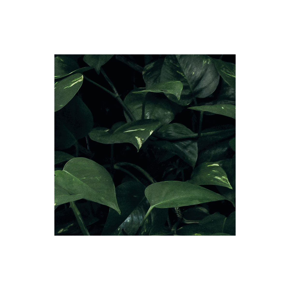 Komar  Vlies Fototapete Path of Dreams 400x250 cm Bild 4