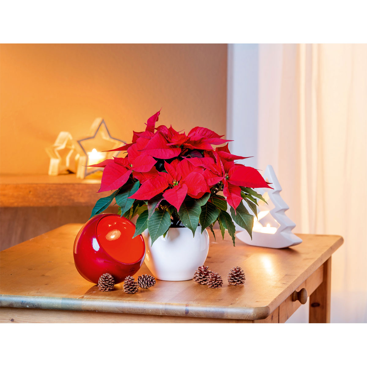 Plantiflor  Weihnachtsstern Euphorbia pulcherrima ca 35 cm Bild 4