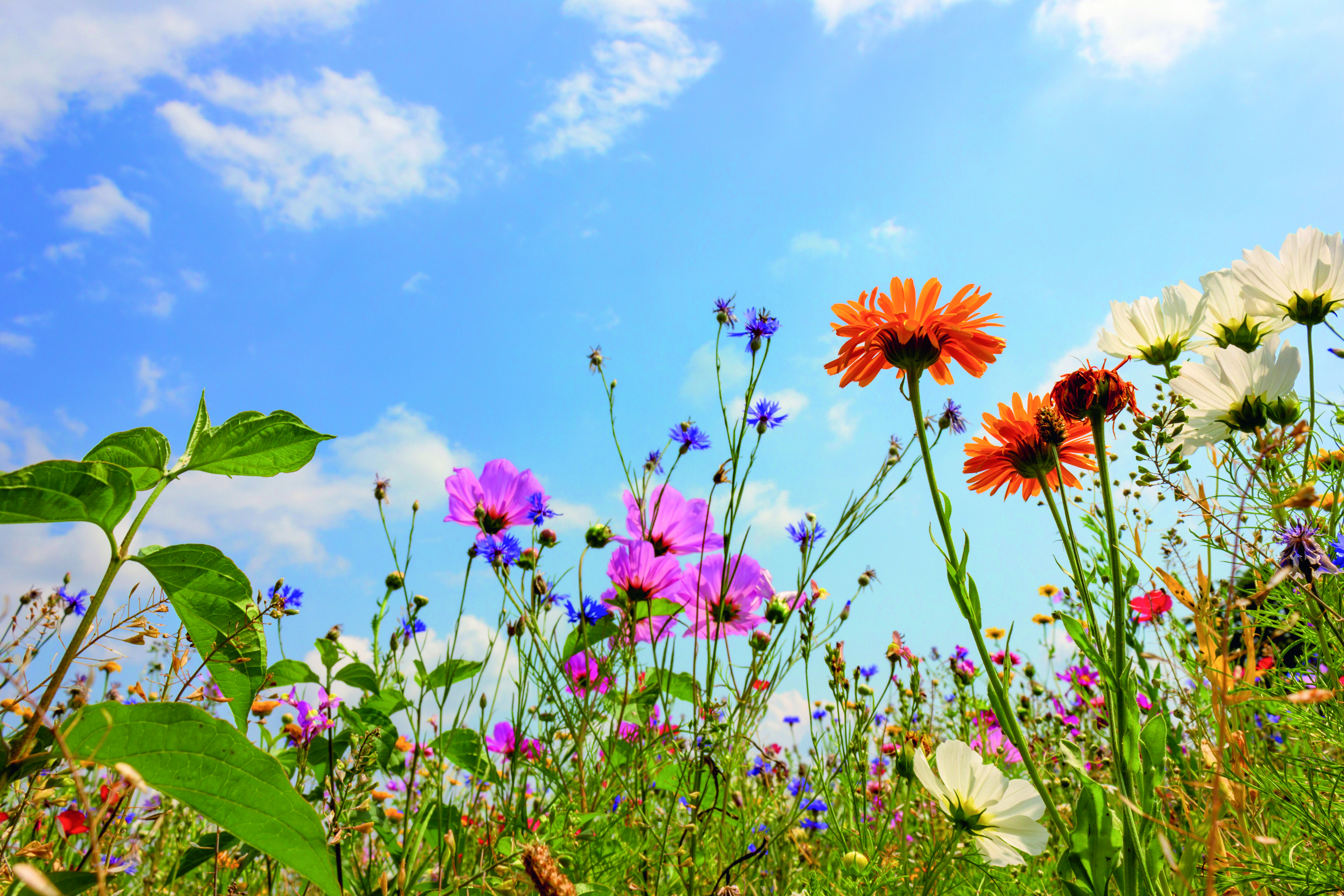 Eine Wildblumen Wiese mit vielen verschiedenen Blumen