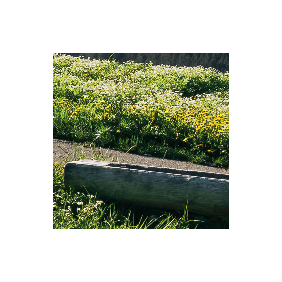 Komar  Vlies Fototapete Alpenglück 400x280 cm Bild 8