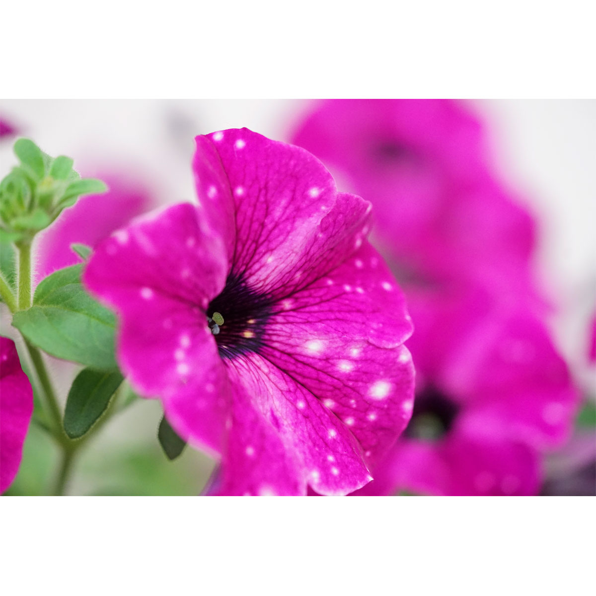 Plantiflor Petunie Sky Family Topf Durchmesser 12 cm Bild 3