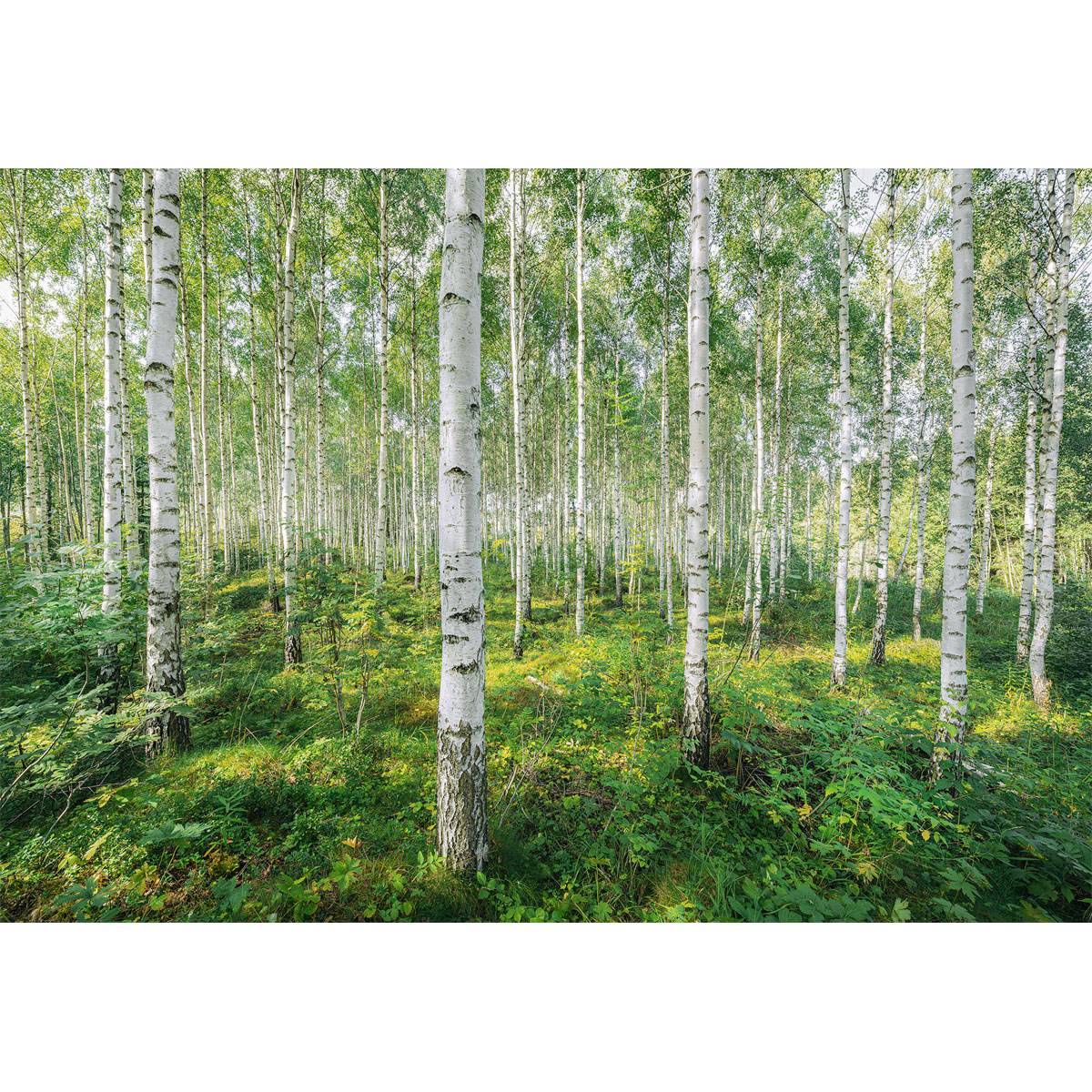 Komar  Papier Fototapete Sunny Day 368x254 cm Bild 2