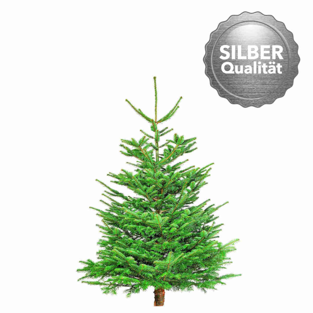 Plantiflor Nordmanntanne Silber-Qualität 130-150 cm