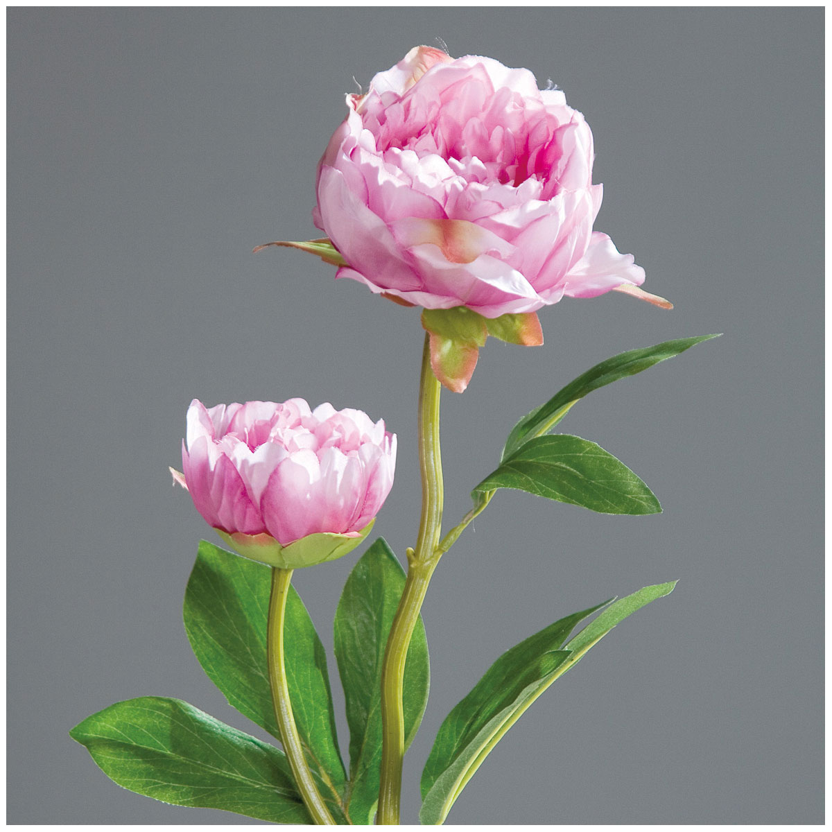 Päonie 60 cm lavender