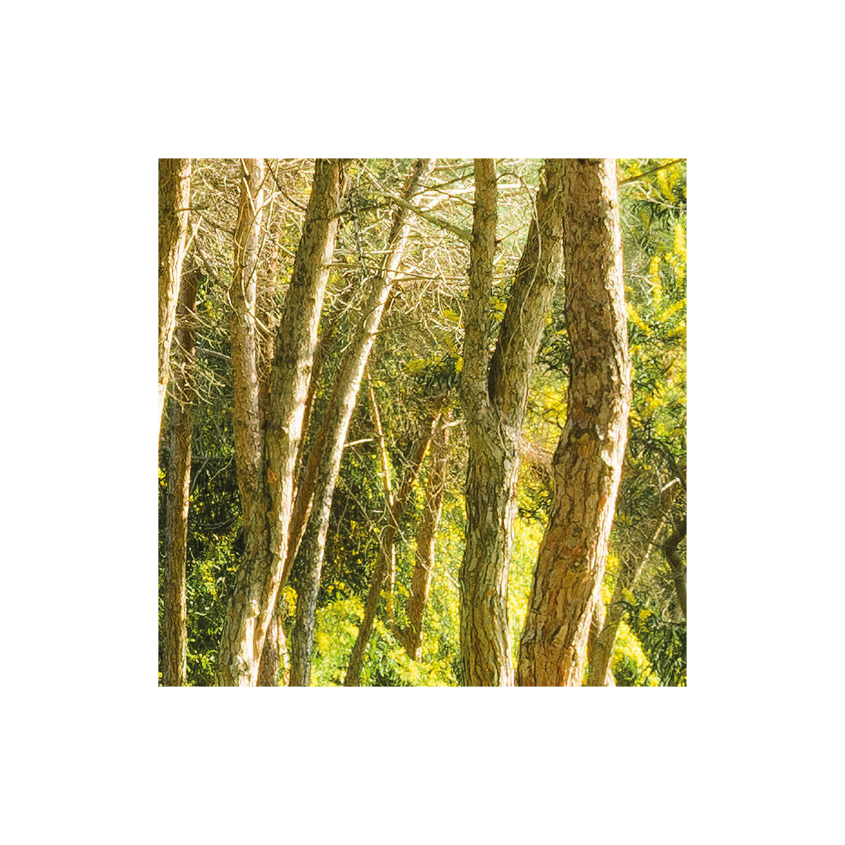 Komar  Vlies Fototapete Blütenzauberwald 450x280 cm Bild 7