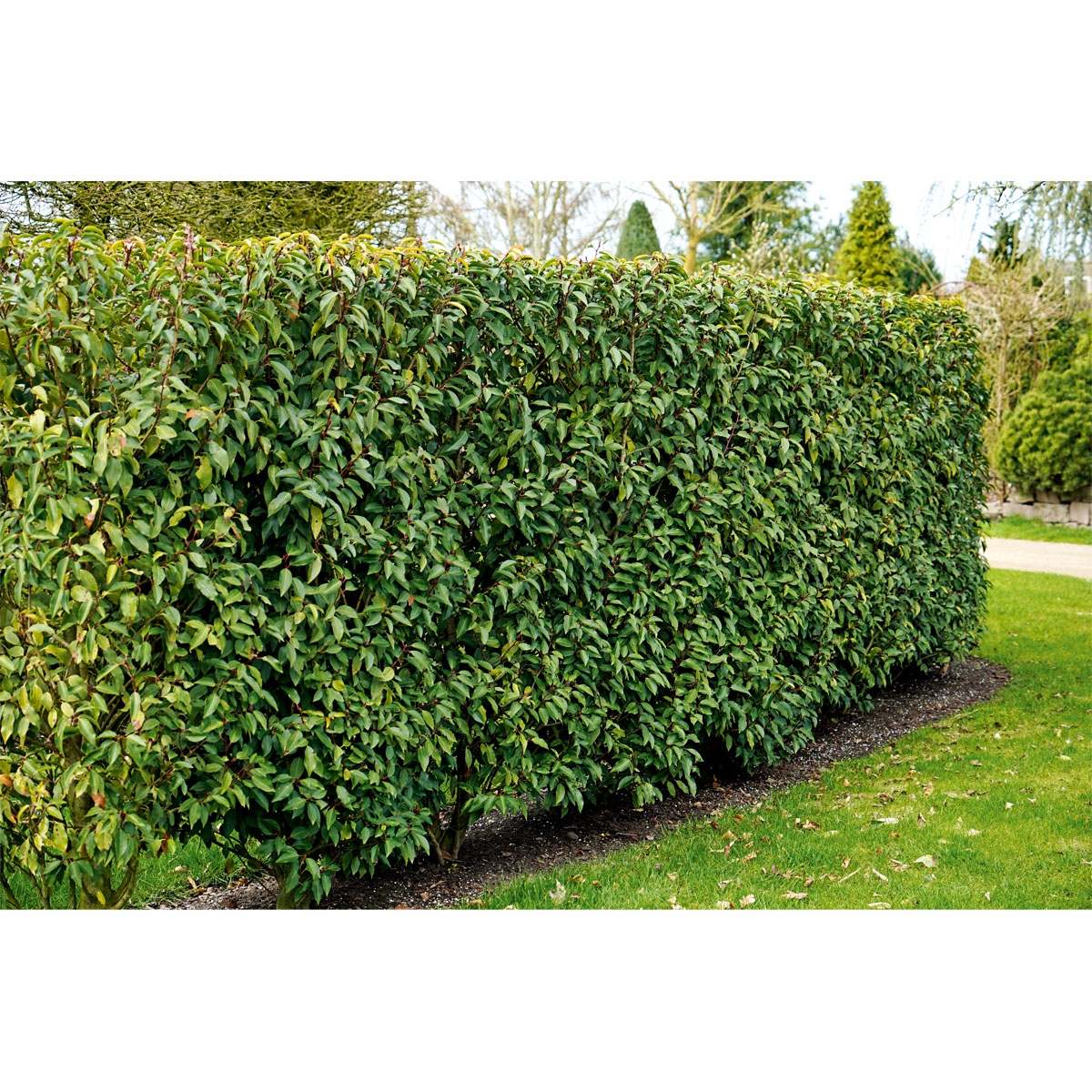 Portugiesischer Kirschlorbeer Angustifolia Topf Durchmesser 18 cm