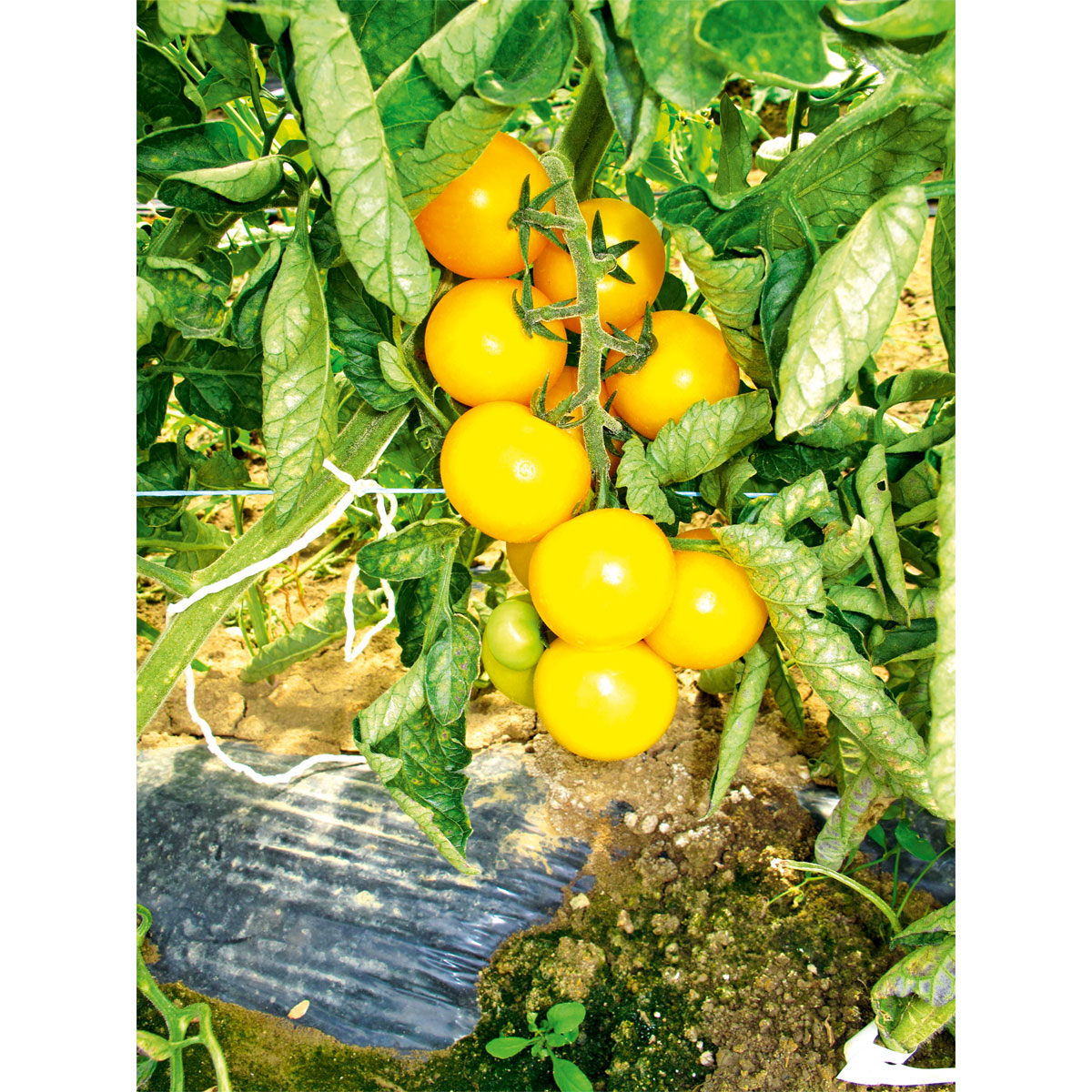 Plantiflor Runde Tomate Harzfeuer Topf Durchmesser 11 cm Bild 4