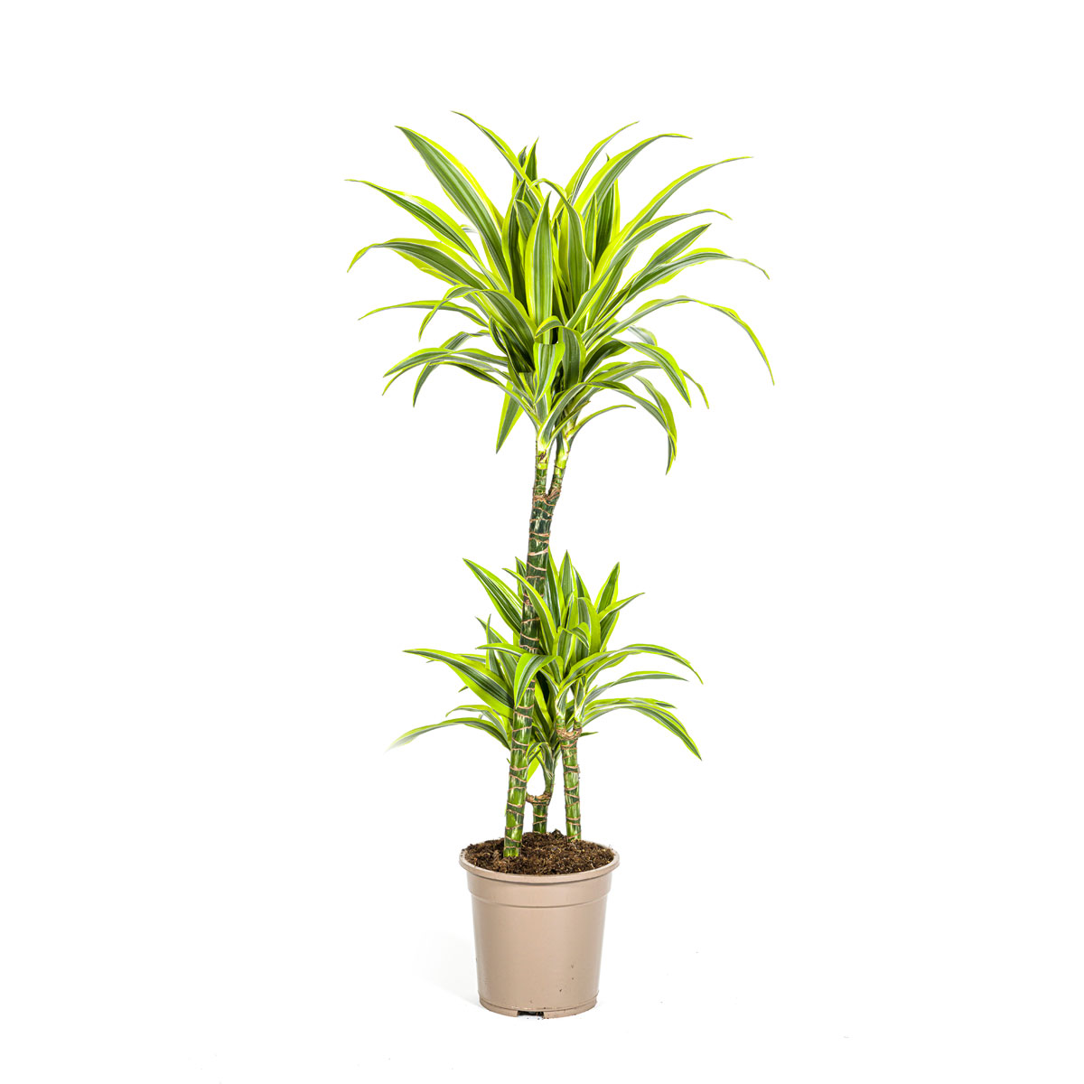 Duftender Drachenbaum „Lemon Lime“, Topf Ø 21 cm Bild 1