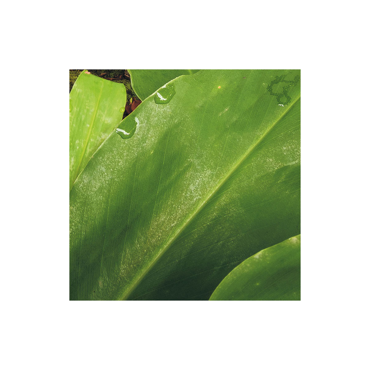 Komar  Vlies Fototapete The Path 200x250 cm Bild 6