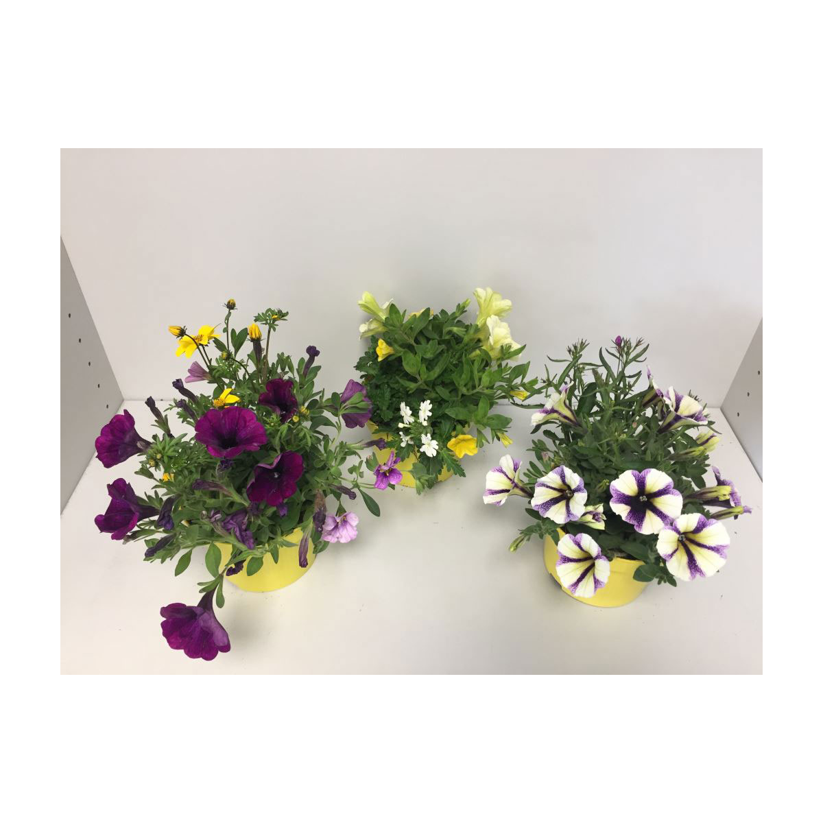 Plantiflor  Beetpflanzen-Mix Topf Durchmesser 13 cm