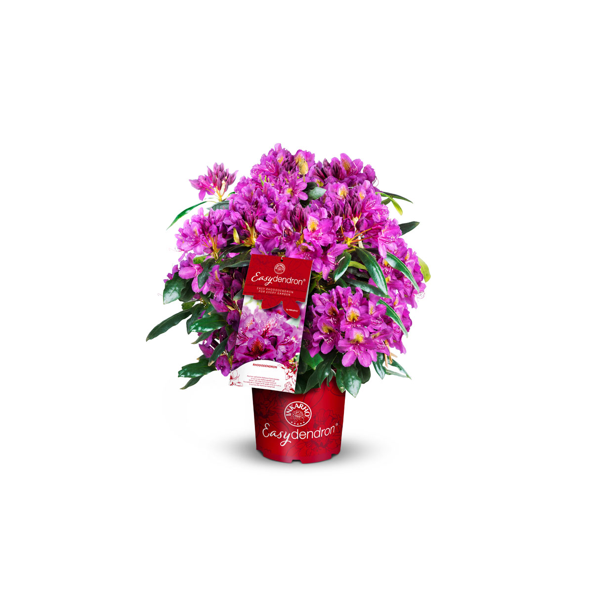 Plantiflor  Großblumiger Rhododendron Topf Durchmesser 17 cm Bild 1