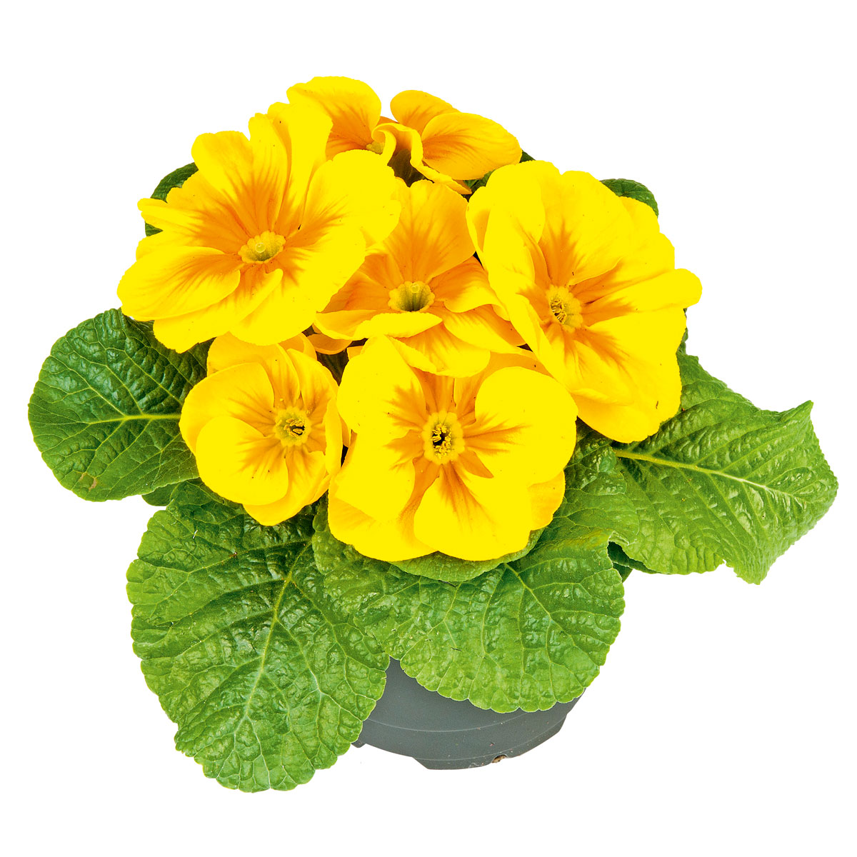 Plantiflor  Primel Topf Durchmesser 10,5 cm