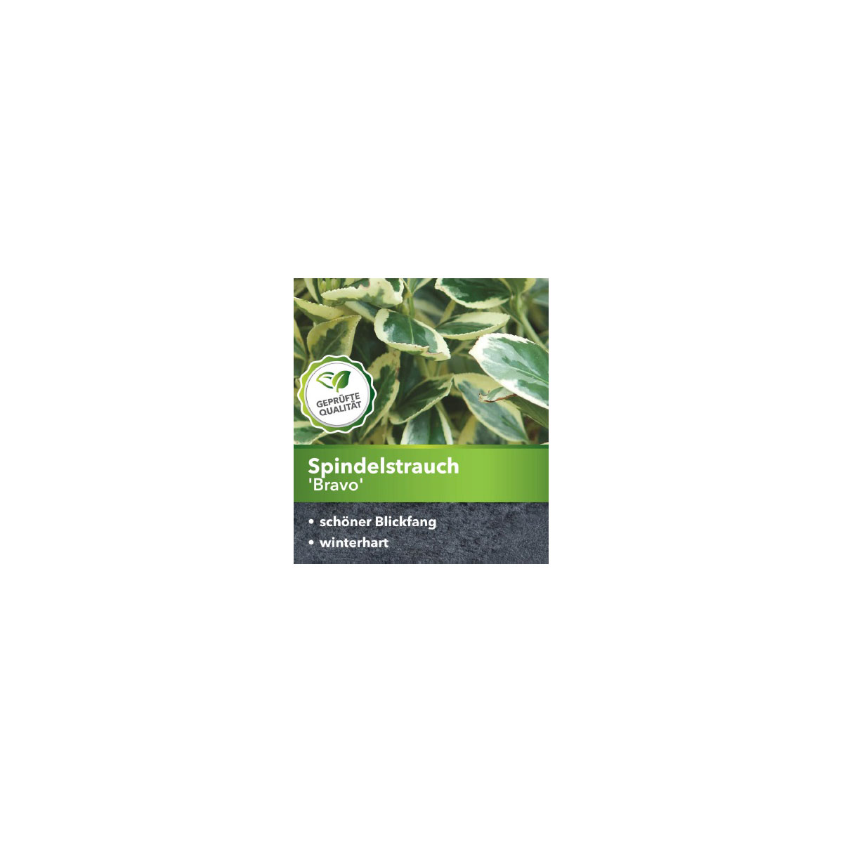 Plantiflor Japanischer Spindelstrauch Bravo Topf Durchmesser 15 cm