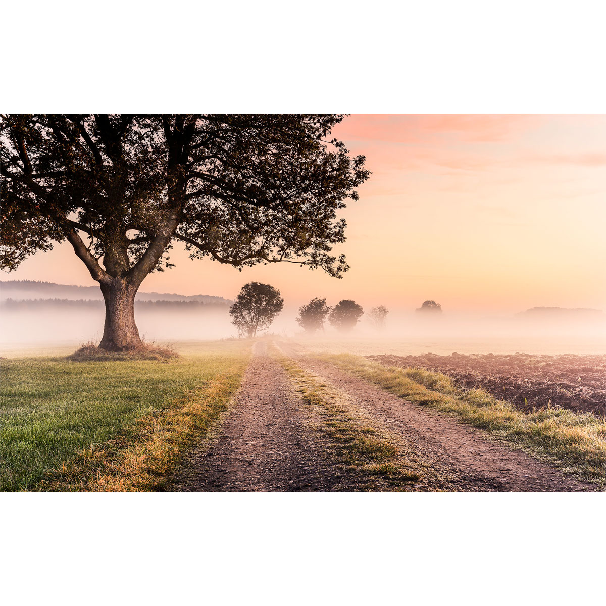 Komar  Vlies Fototapete Misty Morning 400x250 cm Bild 2