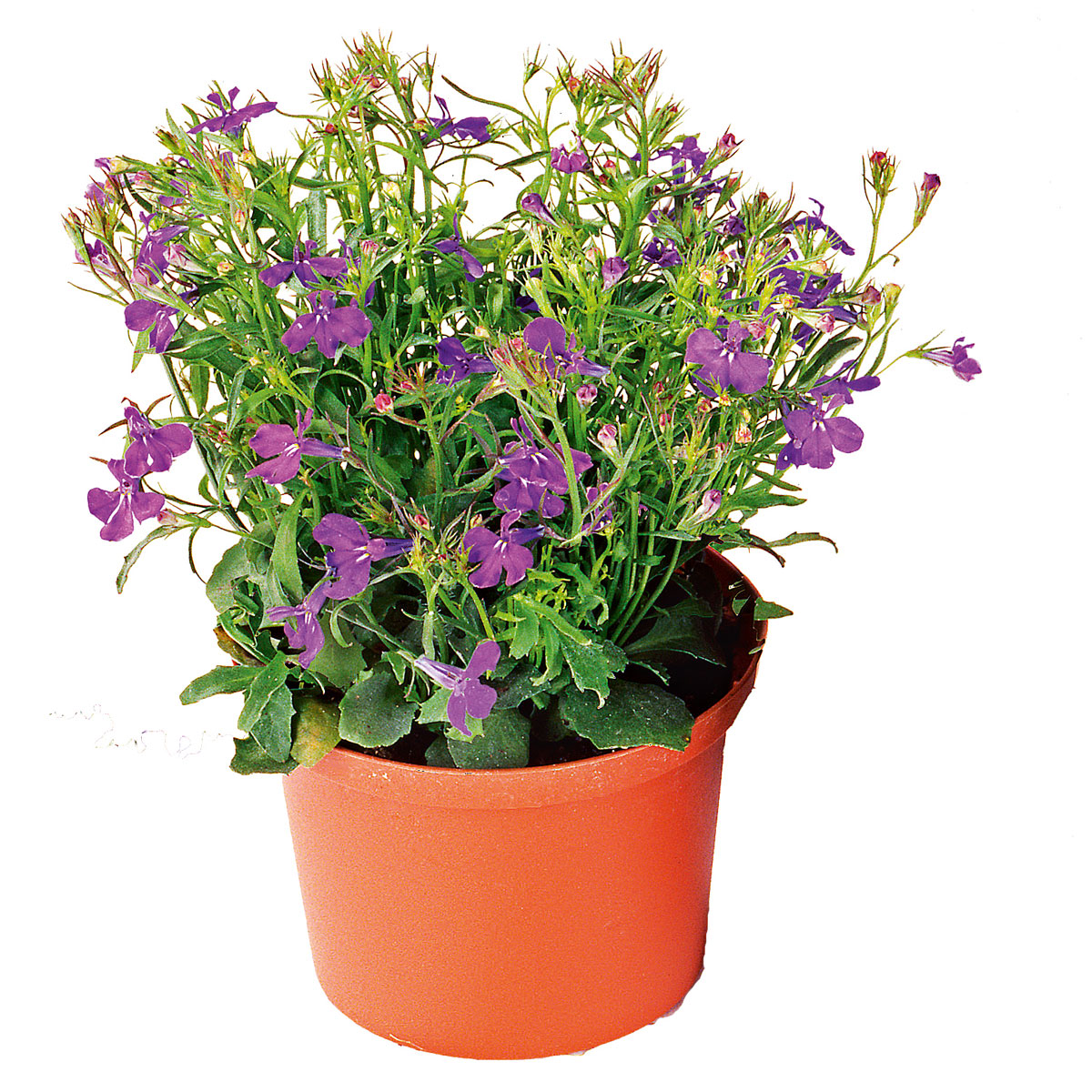 Plantiflor  Männertreu Topf Durchmesser 10,5 cm Bild 3