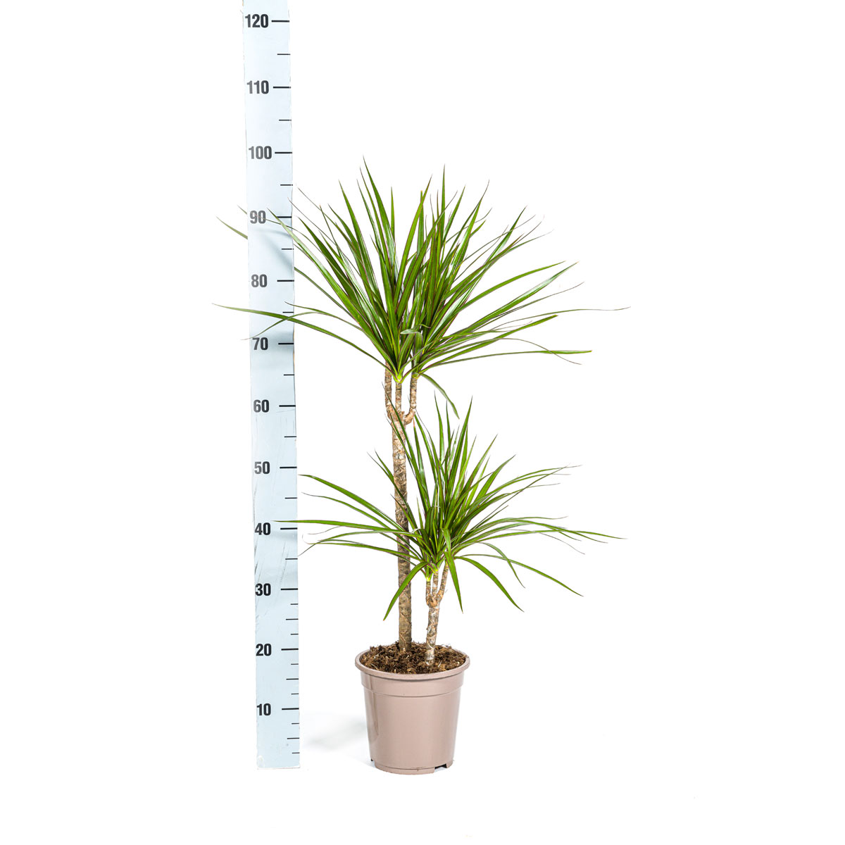 Gerandeter Drachenbaum „Green“, Topf Ø 19 cm Bild 2