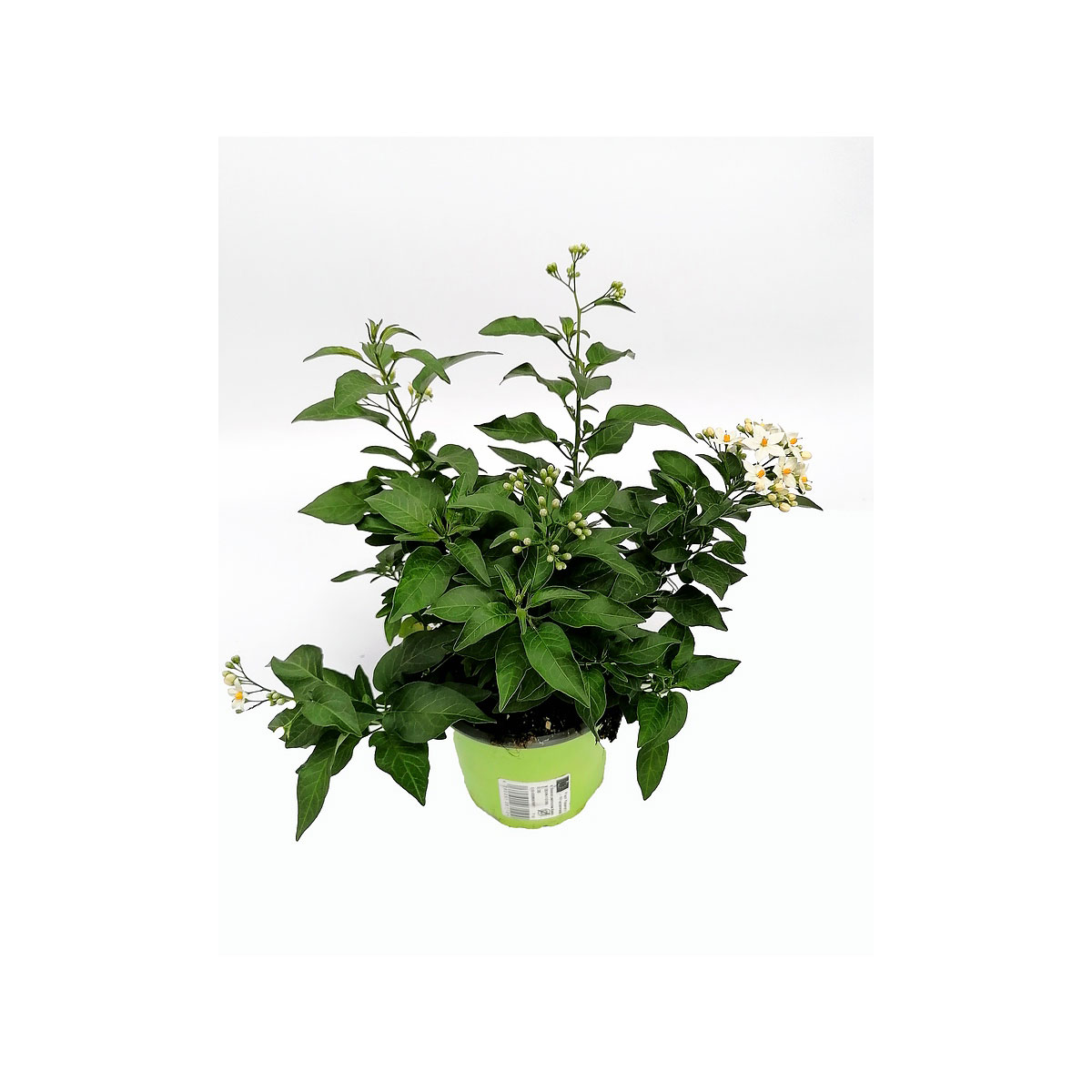 Plantiflor  Sommerjasmin T12