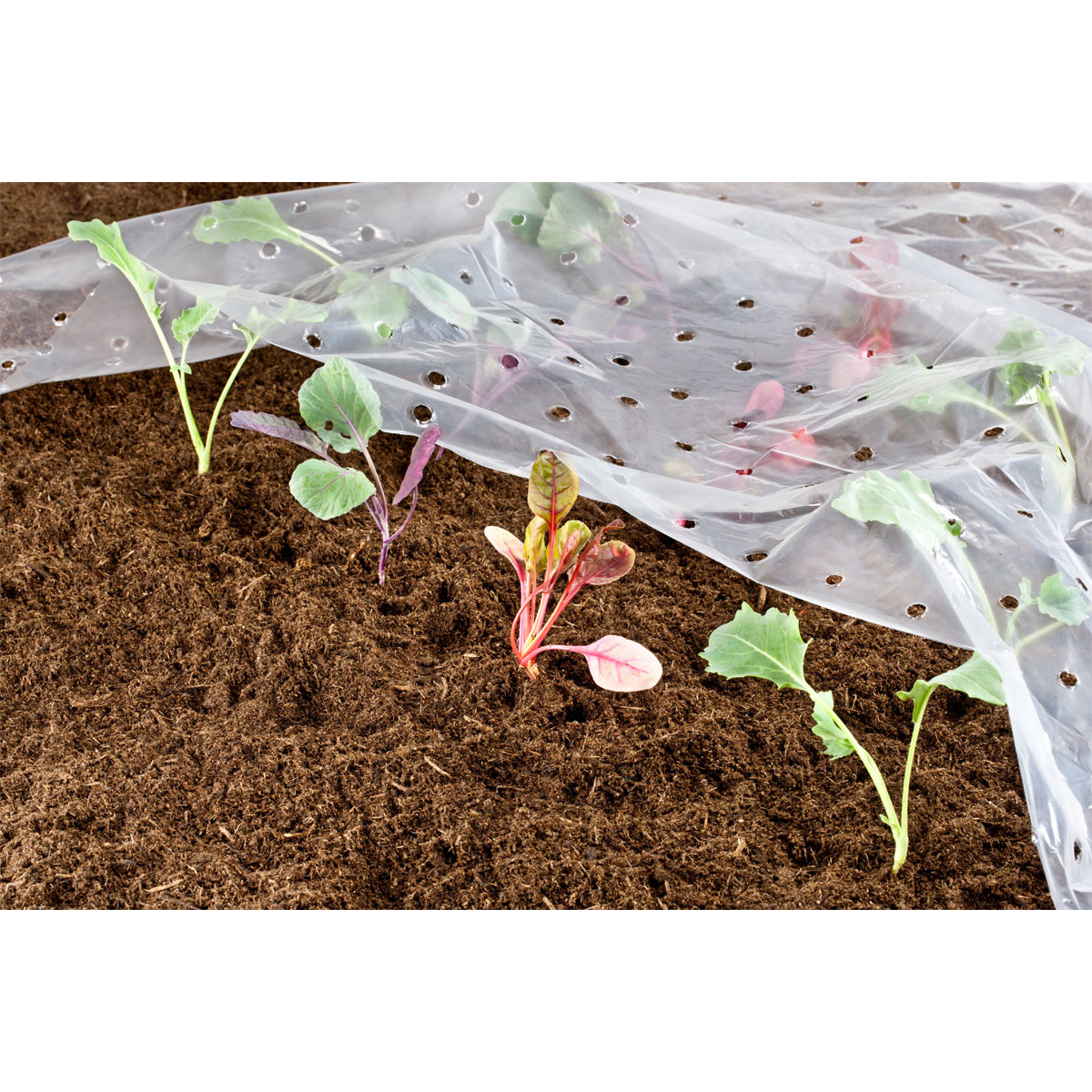 Frühbeet-Folie 10 x 1,5 m Bild 2