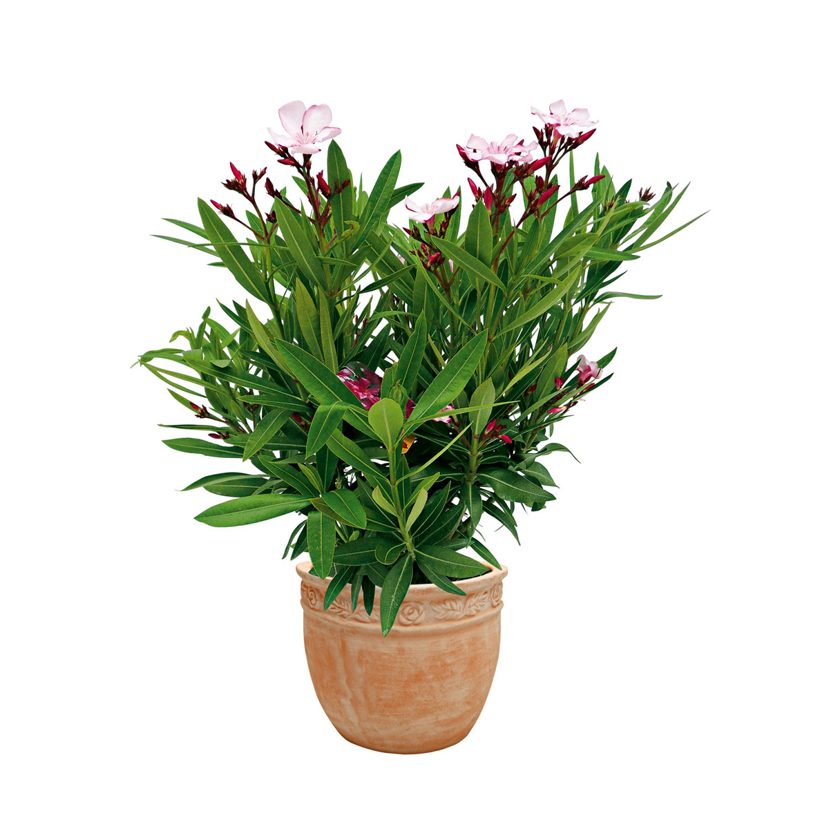 Haveson Terrakotta-Pflanzkübel Rosato Durchmesser 42 x 32 cm Bild 2