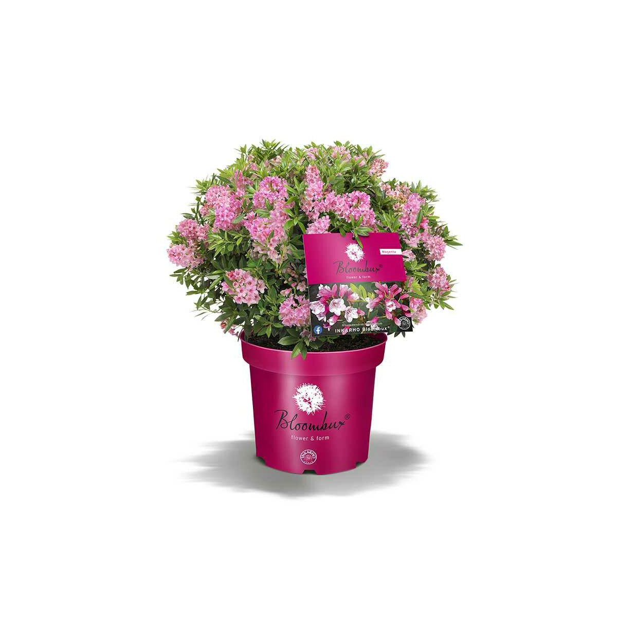 Plantiflor  Zwerg-Rhododendron Bloombux Magenta Kugel Topf Durchmesser 23 cm