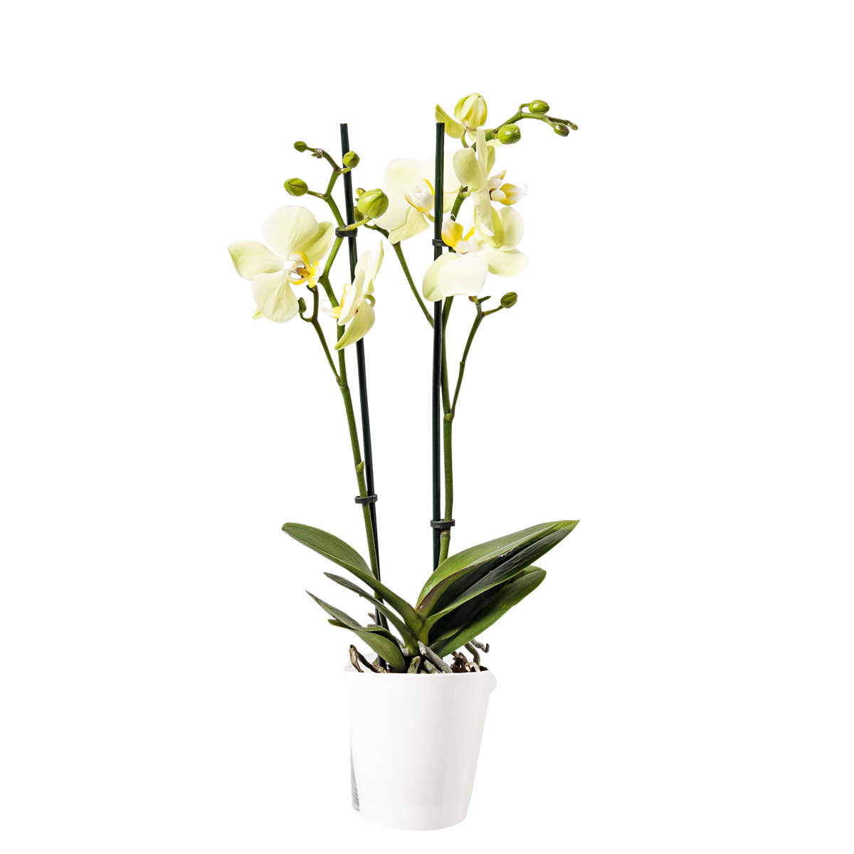 Plantiflor  Schmetterlingsorchidee Topf- Durchmesser 9 cm Bild 4