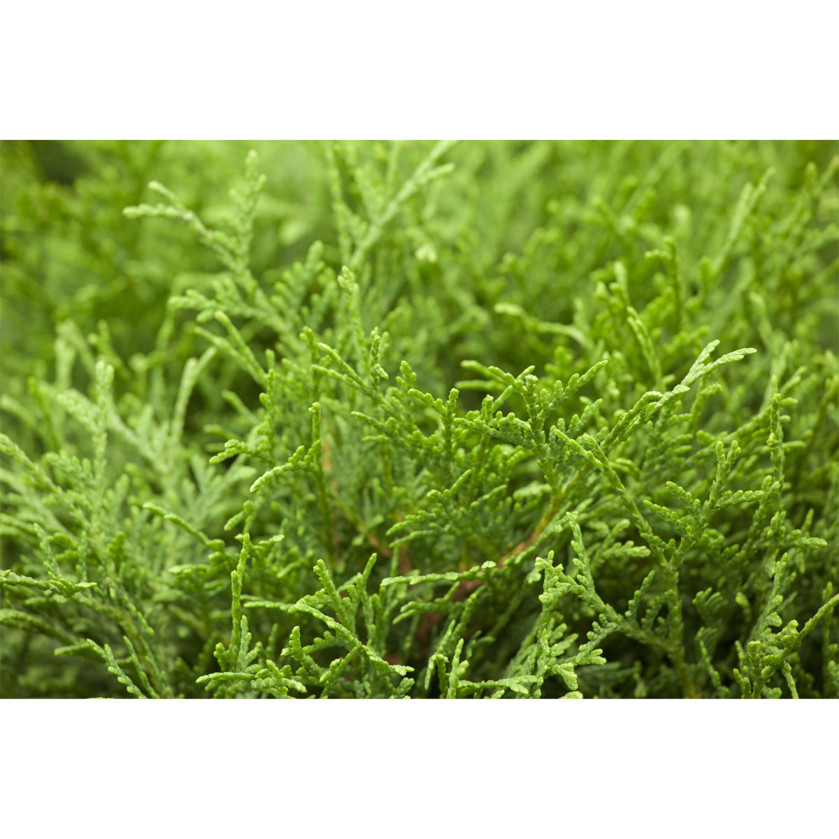 Plantiflor Gelbe Säuleneibe David Topf Durchmesser 17 cm