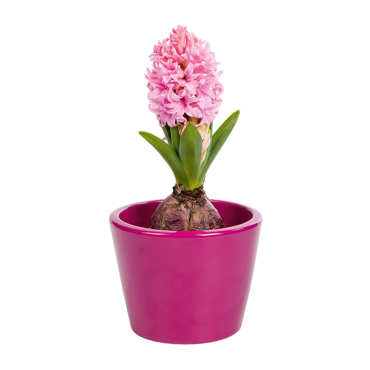 Plantiflor  Hyanzinthe im Farbmix