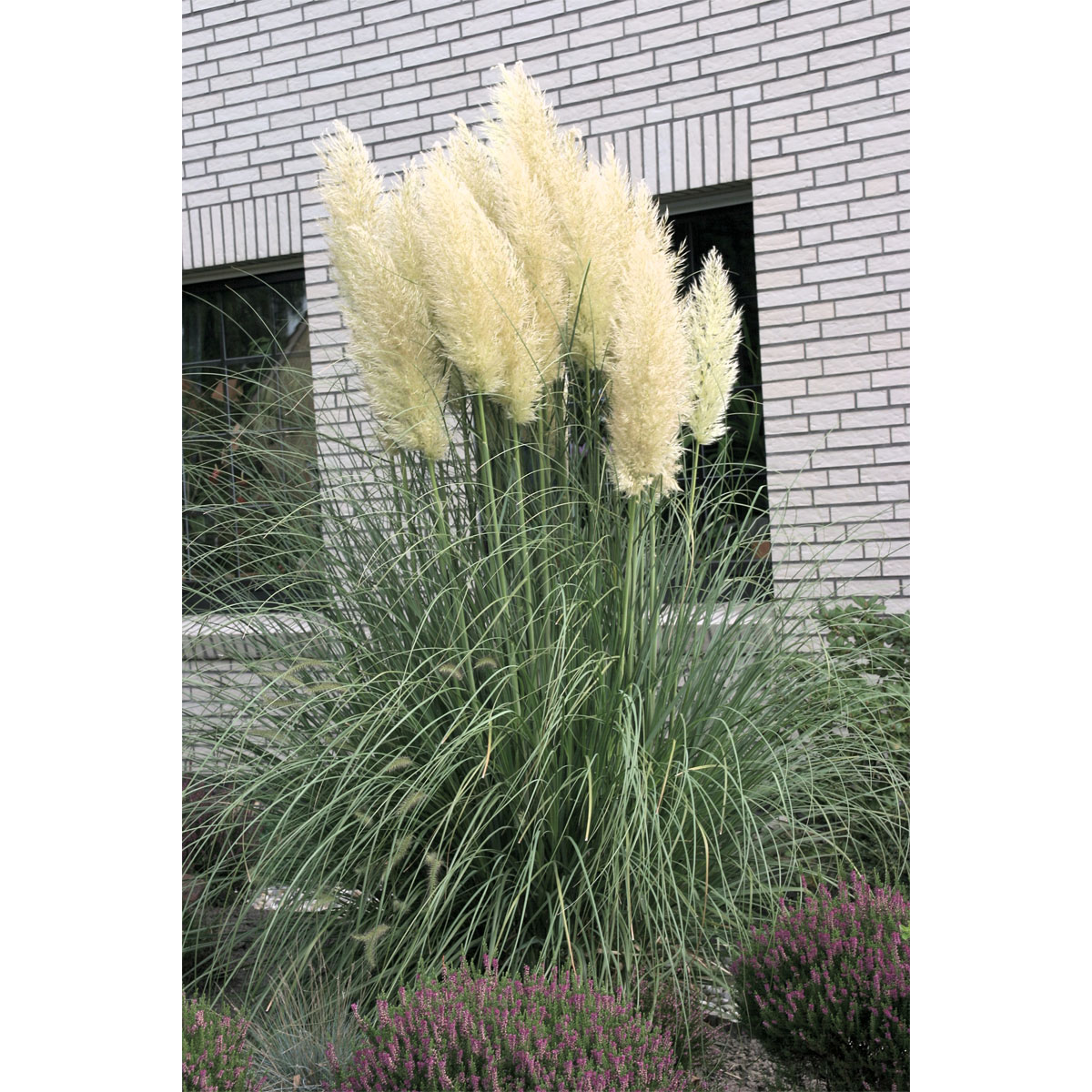 Plantiflor Kleines Pampasgras Pumila Topf Durchmesser 23 cm Bild 1