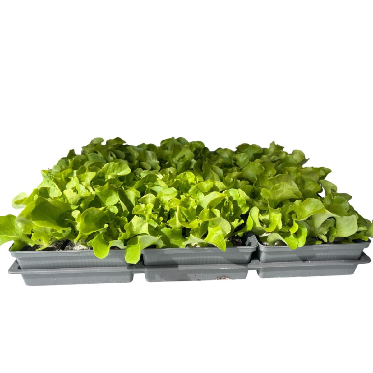 Plantiflor Salatjungpflanze Eichblatt 6er-Tray