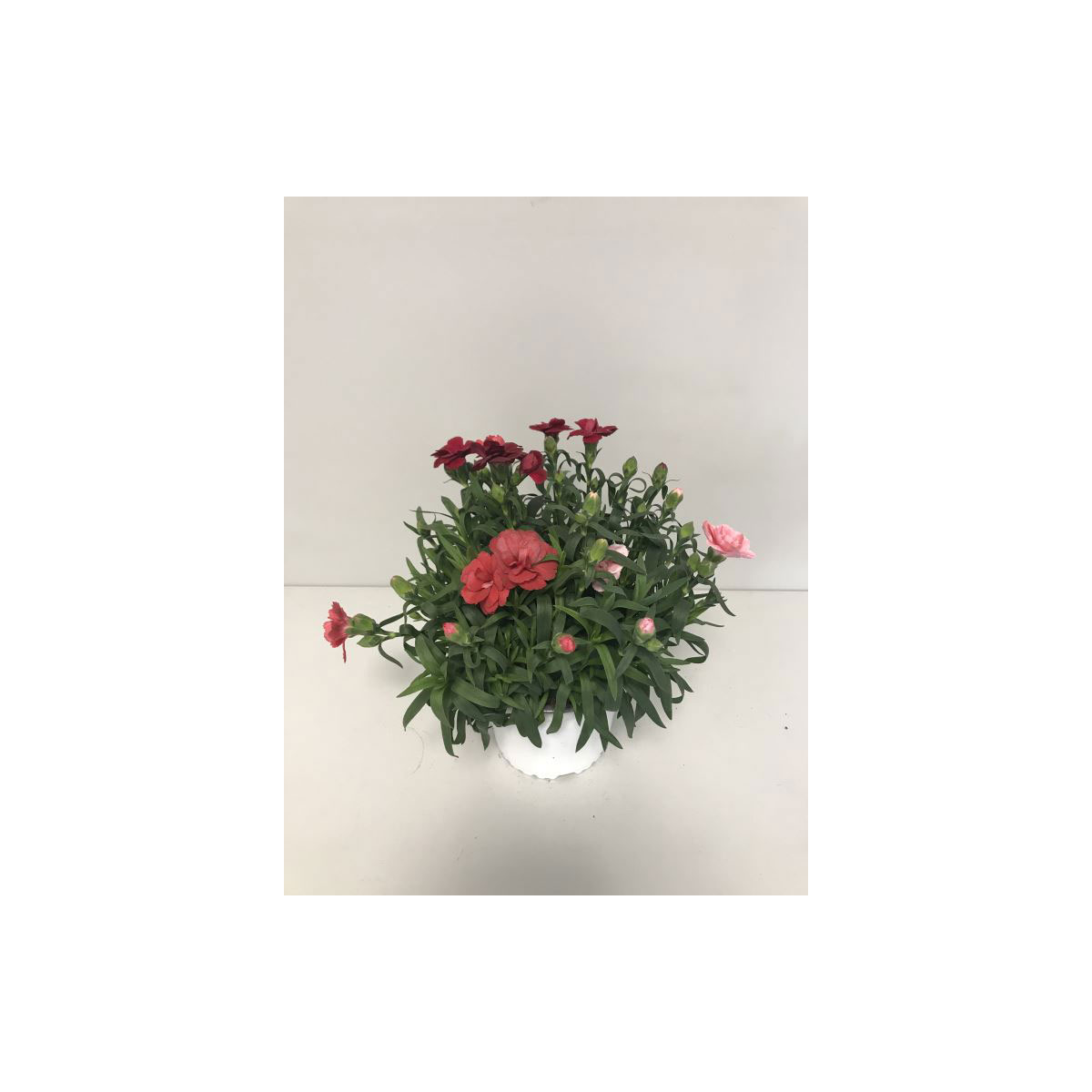 Plantiflor  Gartennelke Trio Mix T13