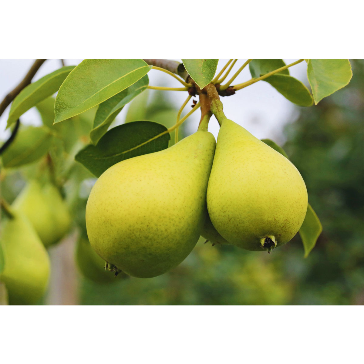 Plantiflor Zwergbirne Louisa Stamm Topf Durchmesser 23 cm Bild 2