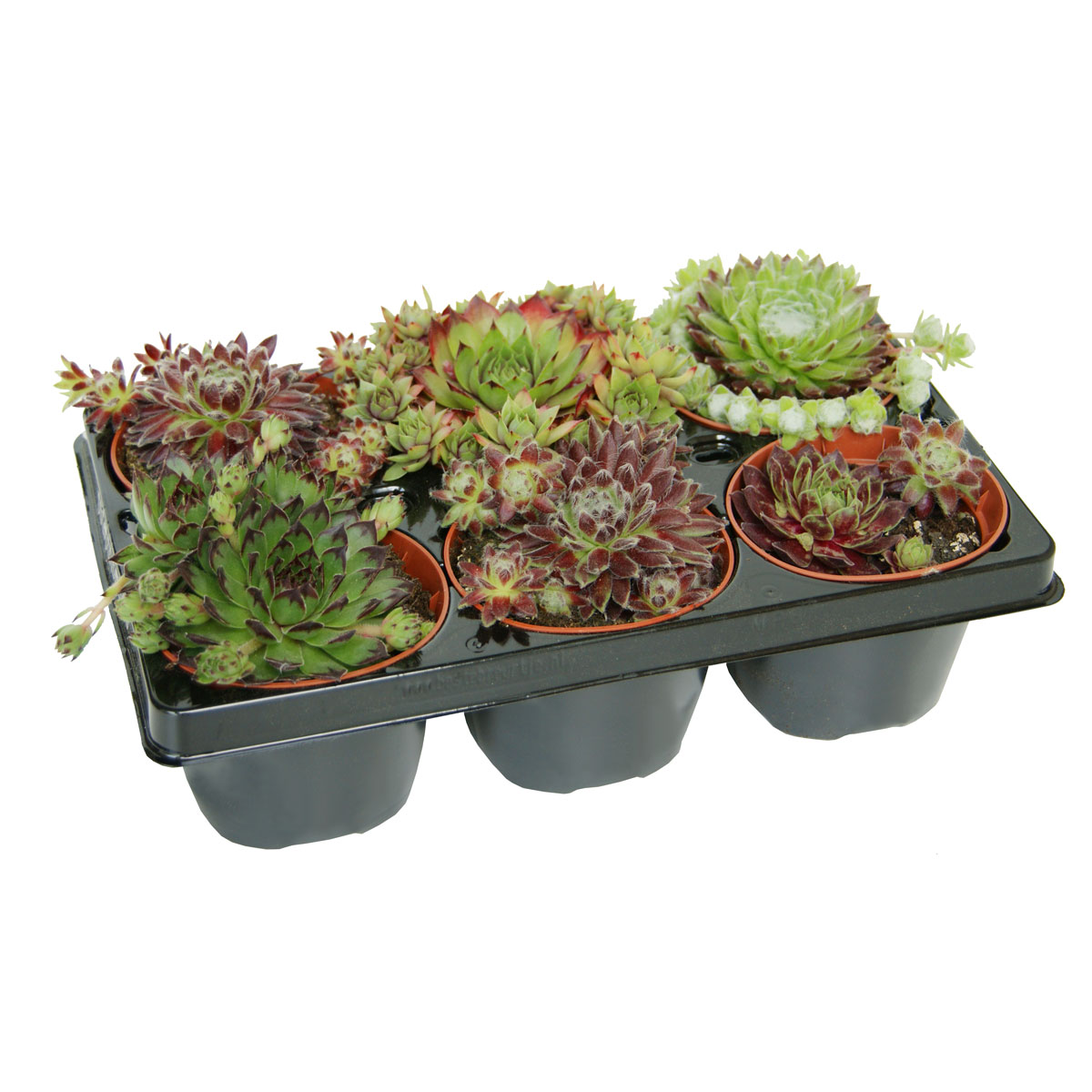 Plantiflor  Hauswurz Topf-Ø 9 cm 6er-Pack 