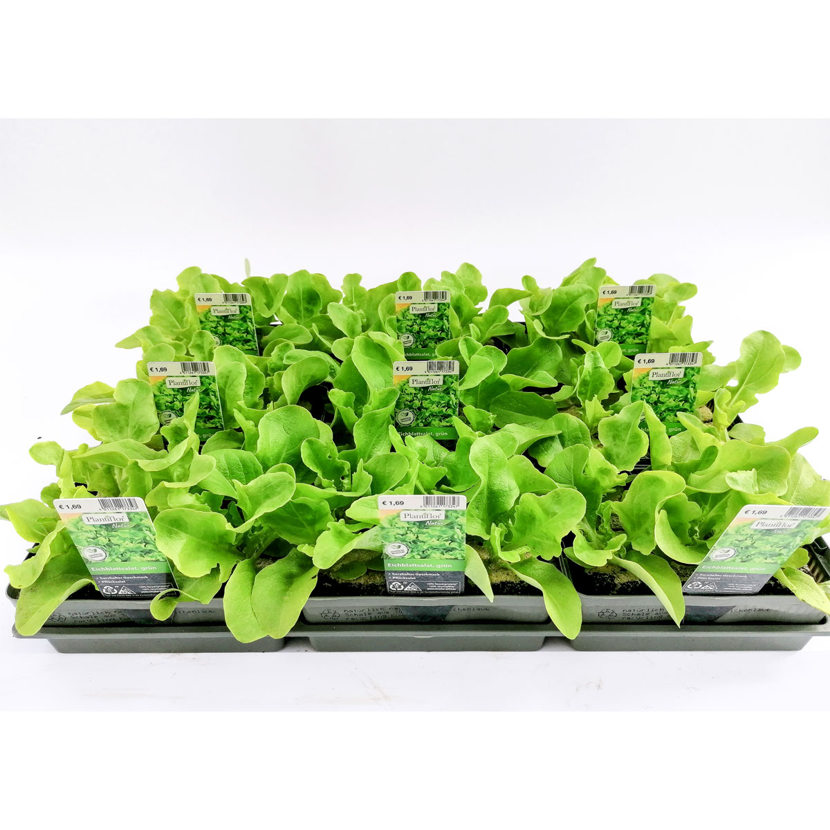 Plantiflor Salatjungpflanze Eichblatt 6er-Tray