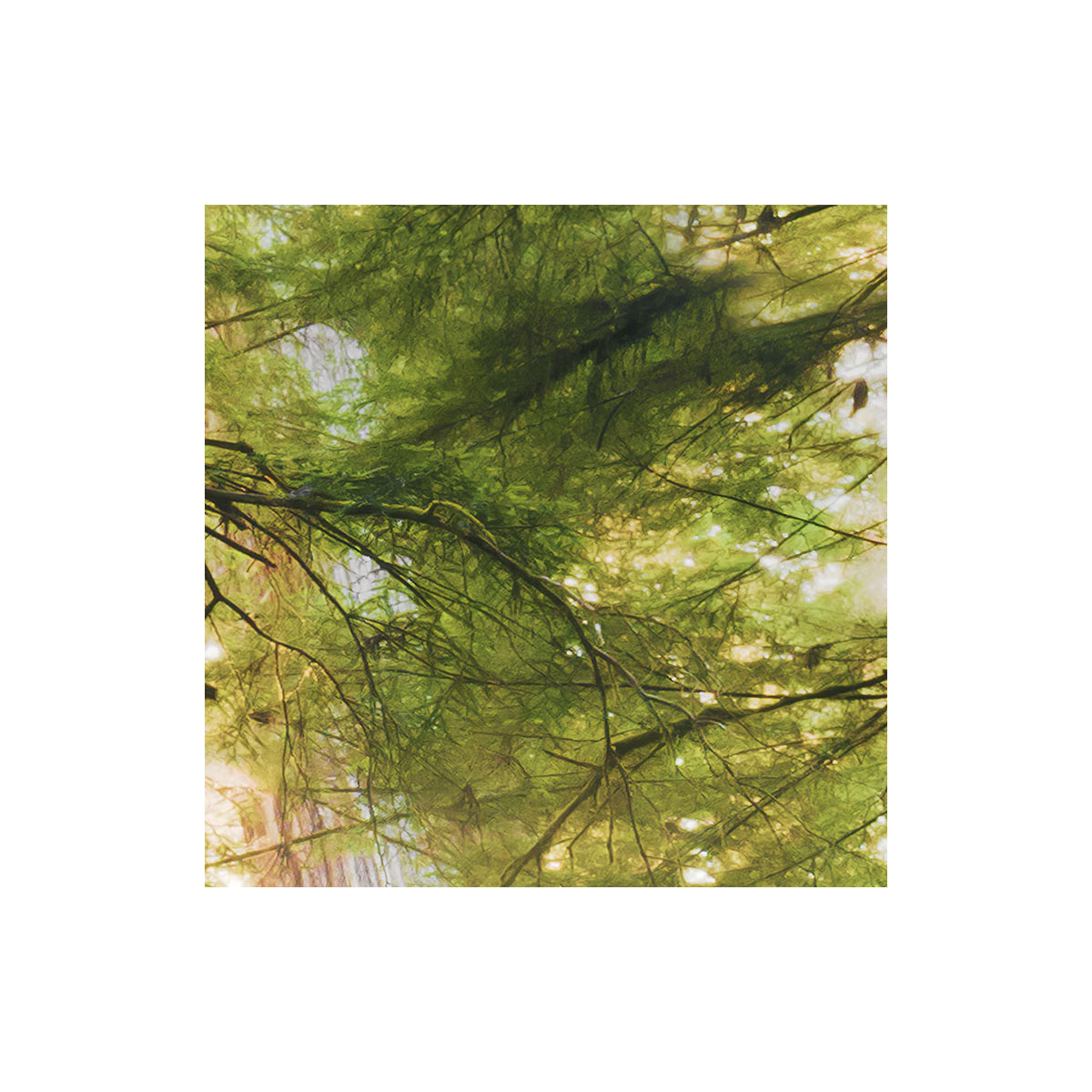 Komar  Vlies Fototapete Goblins Woods 250x280 cm Bild 5