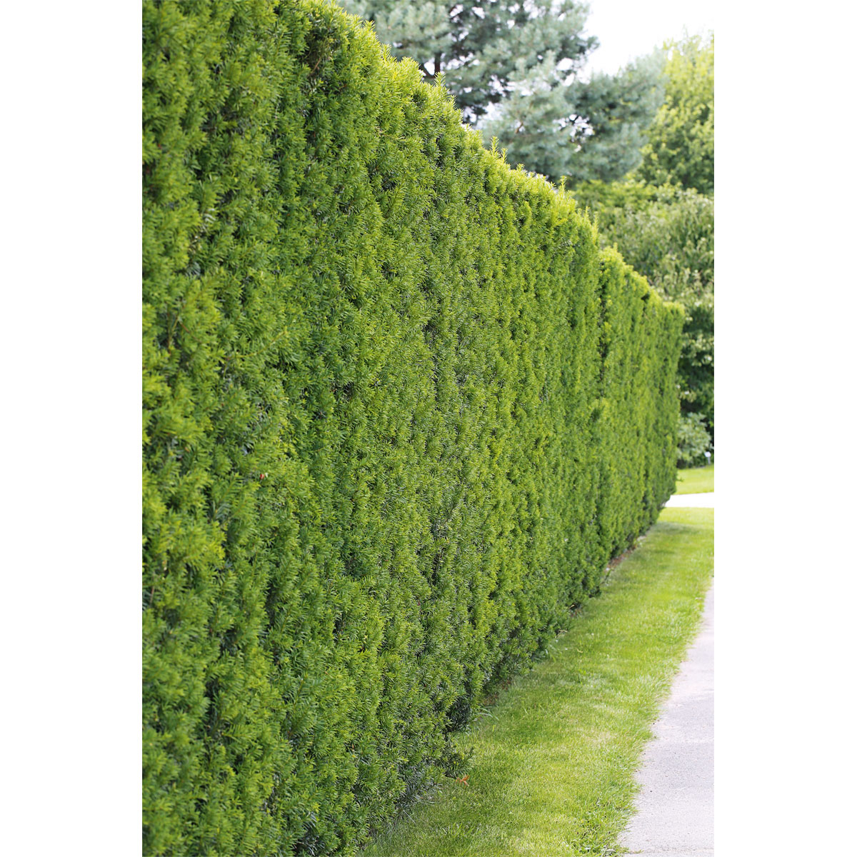 Plantiflor Fruchtlose Becher-Eibe Schirmform Topf Durchmesser 17 cm Bild 2