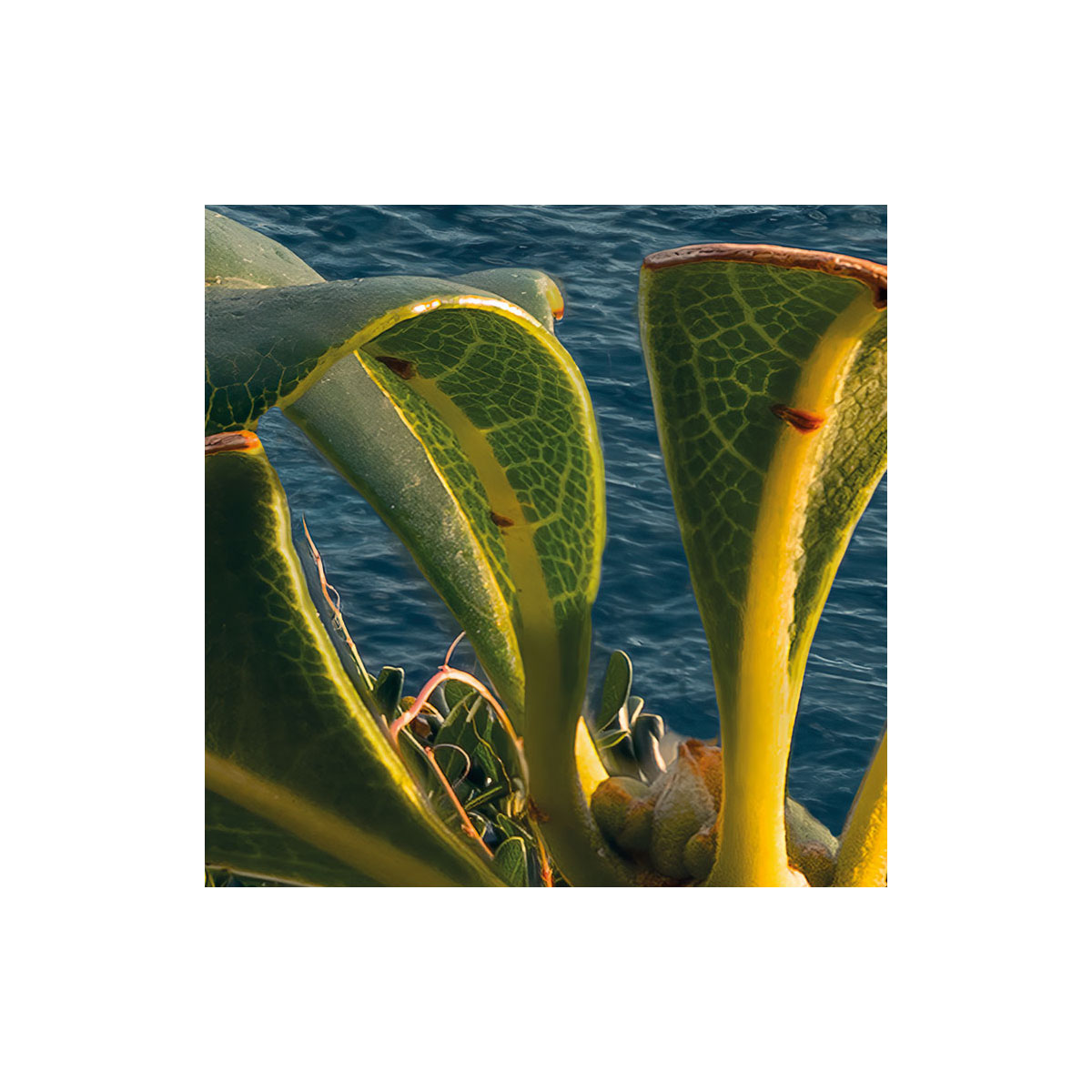 Komar  Vlies Fototapete The picturesque Village 450x280 cm Bild 6