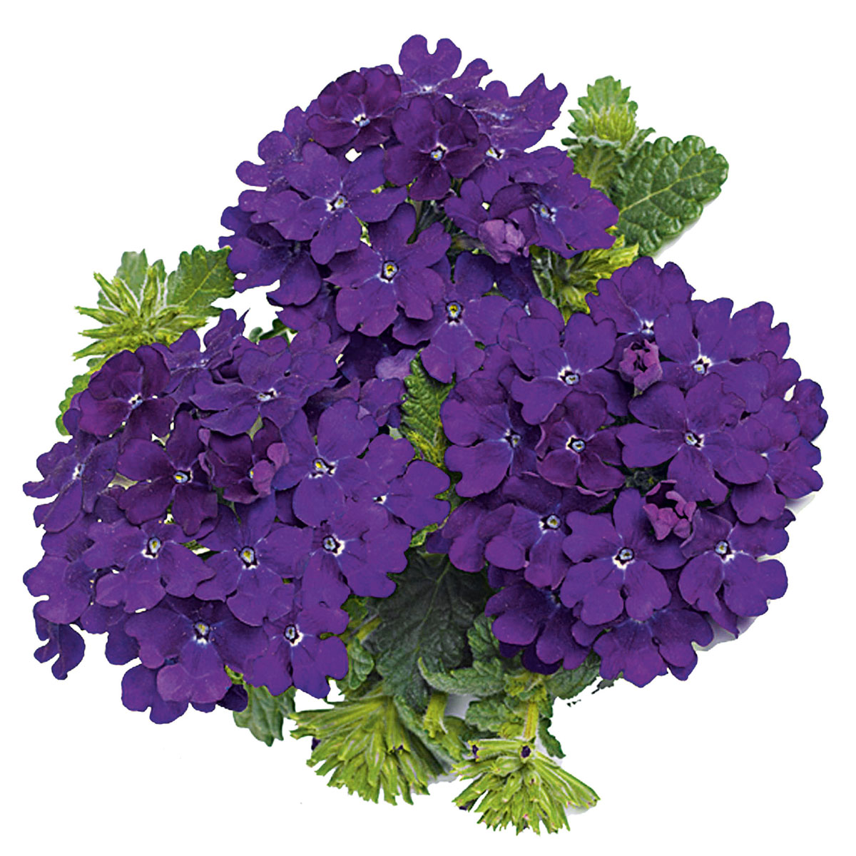 Plantiflor  Verbene Temari weiß und rosa/rot T10,5 Bild 2