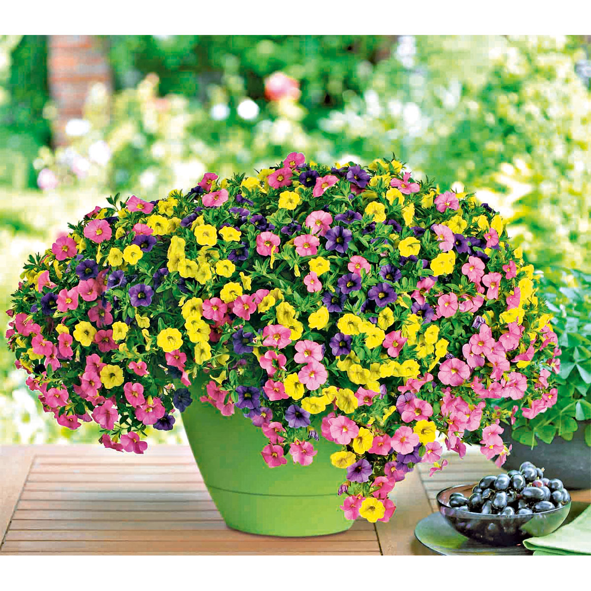 Plantiflor  Zauberglöckchen dreifarbig Topf Durchmesser 12 cm Bild 5