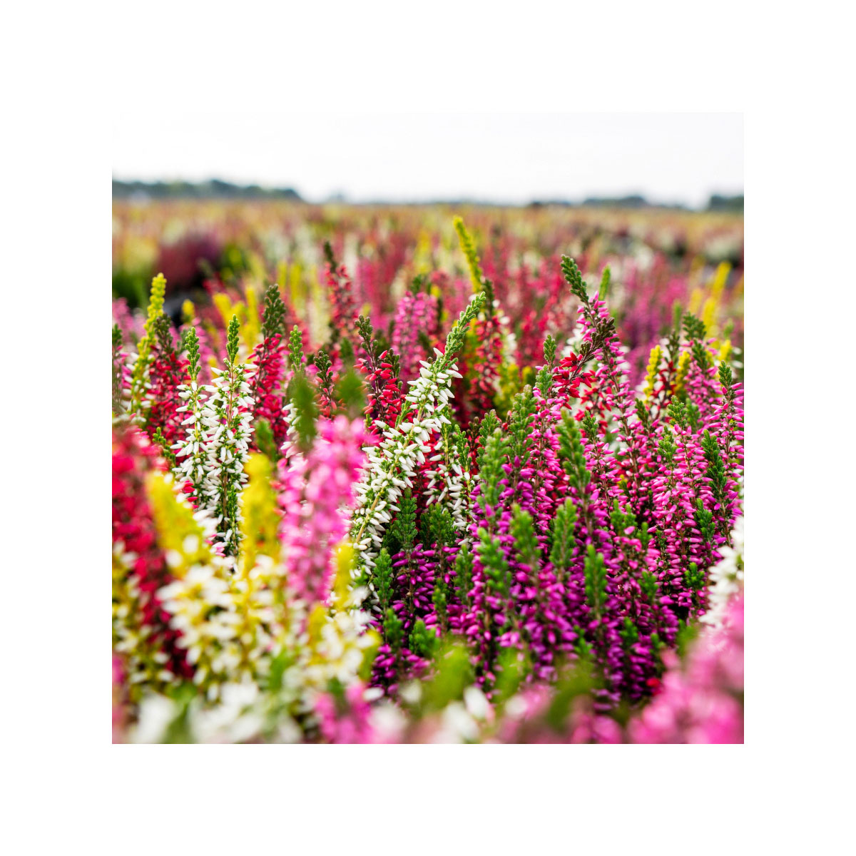 Plantiflor  Knospenheide Beauty Ladies Trio Bild 3