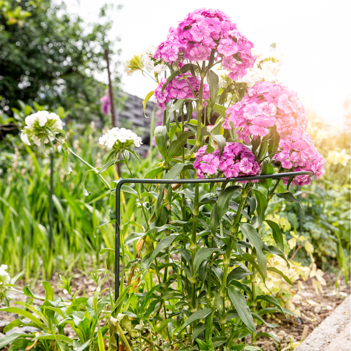 Windhager  Staudenstütze 35x40 cm Bild 2