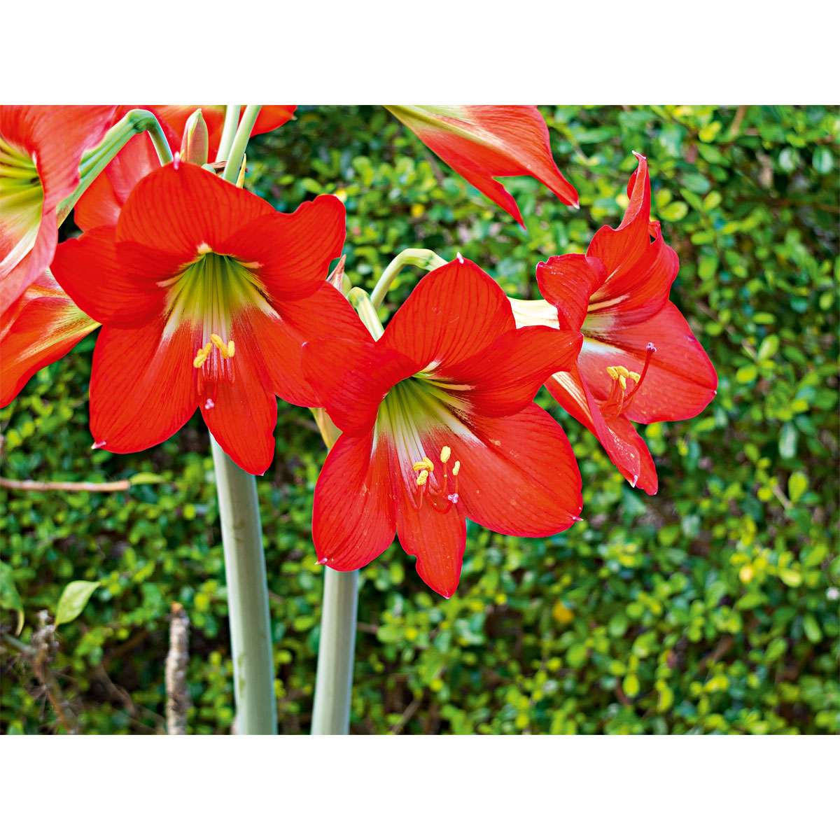 Plantiflor  Amaryllis Topf Durchmesser 12 cm Bild 2