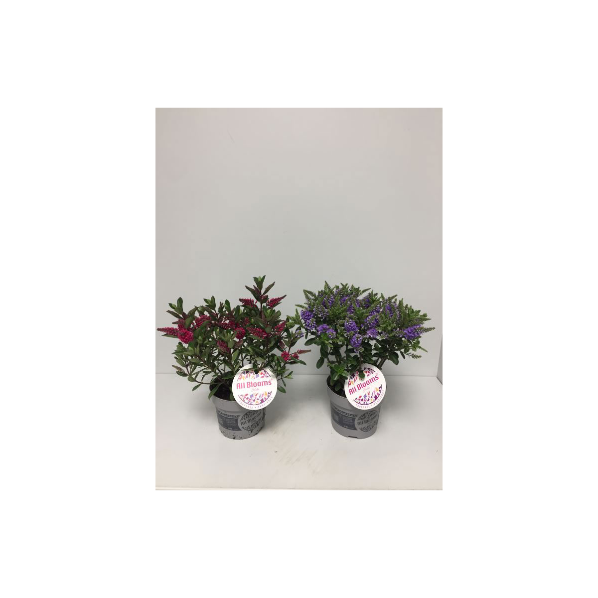 Plantiflor  Hebe All Blooms verschiedene Farben T12