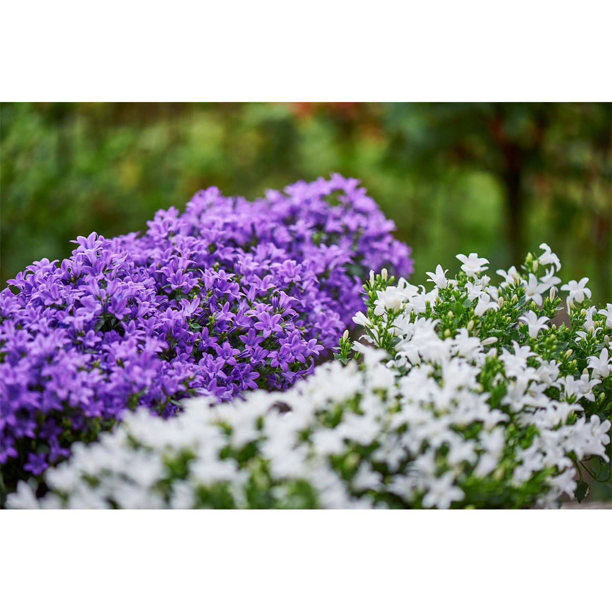 Plantiflor  Glockenblume blau Topf 11 cm Bild 4