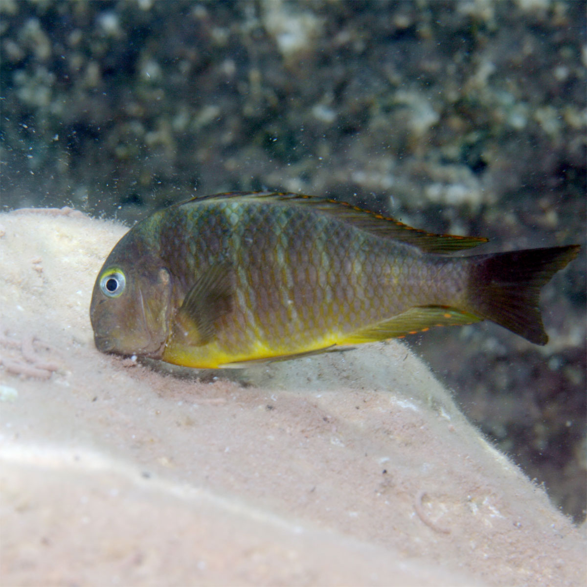 JBL  PRONOVO MALAWI FLAKES M 250ml Bild 5