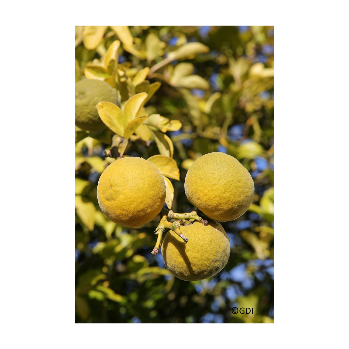 Winterharte Bitterorange